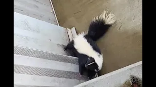 Skunk Found During Cleveland Browns NFL Football Game