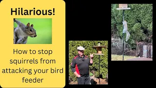 Hilarious squirrel video! How to stop squirrels from getting into bird feeder. Cheap easy safe fun!