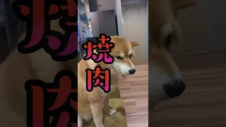 焼肉おいしかった？ #柴犬スティーブ #アテレコ #コーギー #ガーゴイル