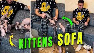 Sphynx Kittens Gather around Dad on the Sofa