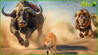 35 Moments of Lion Hunting Buffalo: How This Chase Takes an Unexpected Turn | Animal Fight