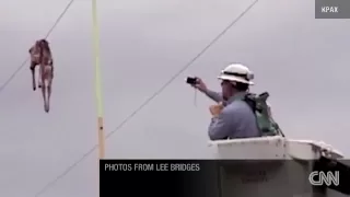 !!EAGLE DROPS DEAD DEER ON POWER LINE !!