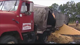 Grain truck catches fire in corn field