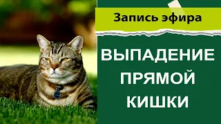 выпадение прямой кишки у животных