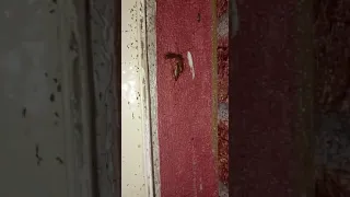 Безопасная гелевая обработка от тараканов