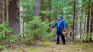 ГРИБНИК В ШОКЕ! НОВЫЙ СОСНОВЫЙ БОР ГДЕ МНОЖЕСТВО БОРОВИКОВ! Боровики и белые грибы