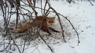 #4 Ставим капкан на лису Put a trap for the fox