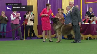 Leonbergers | Breed Judging 2019