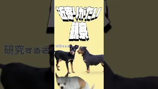 【雑学】うんぽ前の犬が回転する理由 #shorts