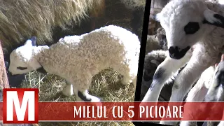 Mielul cu 5 picioare