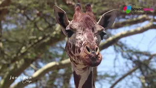 The gentle giants silently slipping away | World Giraffe Day 2022