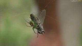 Tiny spider takes on massive fly for breakfast