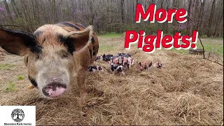 Farrowing Pigs On Pasture - BEST Results So Far