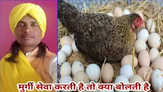 मुर्गी कैसे सेवा करती है बच्चों की, murgi palan desi, desi poultry farming, indian chicken Babu Dhur