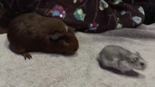 Guinea Pig Meets Hamster for The First Time