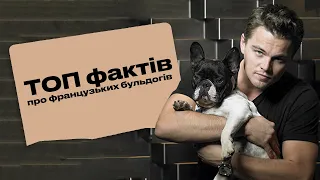 ТОП цікавих фактів про ФРАНЦУЗЬКИХ БУЛЬДОГІВ 🐕