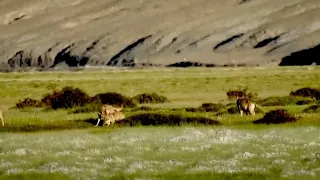 Tibetan Wolf with Puppies!