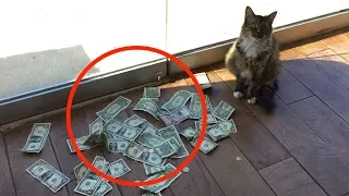 Diese Katze verdient jeden Tag eine menge Geld