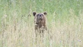 Bear hunting on oats. Bear hunting