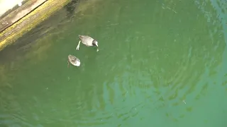 Baby coot - First diving lesson