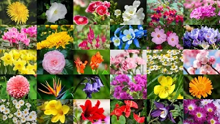 Learn the Names of 62 Common Flowers in English