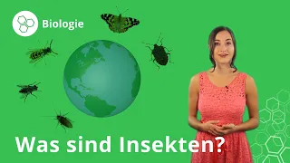 Insekten: Eigenschaften, Körperbau, Fortpflanzung – Biologie | Duden Learnattack