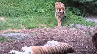 Crouching tiger, Dublin zoo