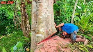 The fall of a tree with beautiful fiber, small but steady senso, stihl ms 250