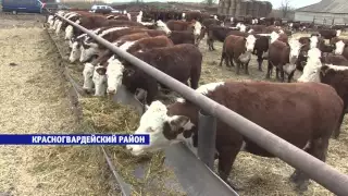 Селекционеры Ставрополья вывели уникальную породу коров