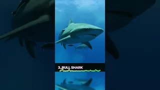 Top 5 Most Dangerous Sharks #shorts