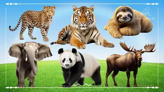 Amazing Familiar Animals Playing Sounds: Tiger, Leopard, Elephant, Panda & Moose - Animal Sounds