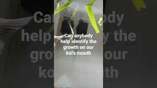Strange growth on Koi's mouth