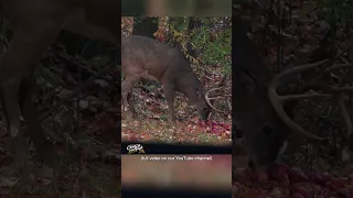 22 yard Deer Kill with a Bow (Ultimate Deer Hunting Compilation) | Hunting Tips