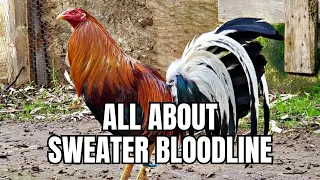 All About Sweater Gamefowl Bloodline