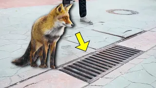 The Fox Looked into the Storm Drain Every Day, and when it was Opened - PEOPLE were Shocked!