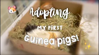 I RESCUED 2 GUINEA PIGS! 🐹 | adoption vlog