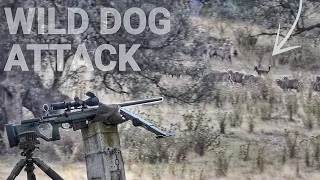 WILD DOG ATTACK Chasing Sheep - 300PRC Puts It To Sleep - Hunting Wild Dogs Victoria Australia