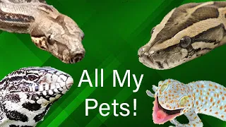 All of my reptiles in ONE video! || Reptile Room Tour 2023