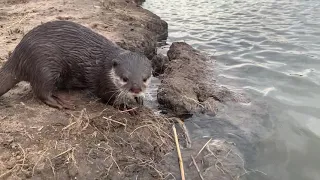 Otter and her happiness - #piptheotter