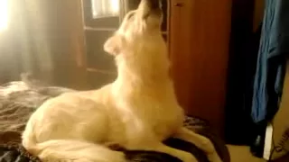 White German Shepherd dog howling to you tube clip, likely to make your dog howl!