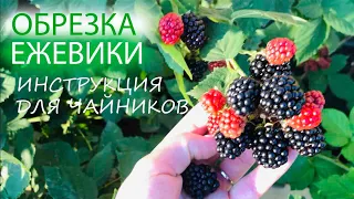 ОБРЕЗКА ЕЖЕВИКИ | ИНСТРУКЦИЯ ДЛЯ ЧАЙНИКОВ