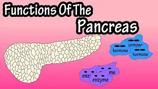 What Is The Pancreas - Functions Of The Pancreas - What Does The Pancreas Do