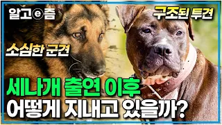 "세나개 베스트 3편"  소형견부터 대형견까지 강형욱 훈련사의 손을 거쳐간 개 150마리 중 베스트 3편! 그래서 지금은 어떻게 지내고 있나요?│세상에 나쁜 개는 없다│알고e즘