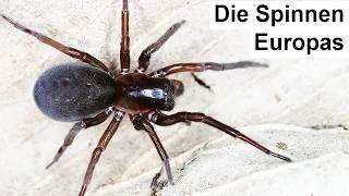 Fette Spinne lebt bei deinem Haus - kann sie beißen?