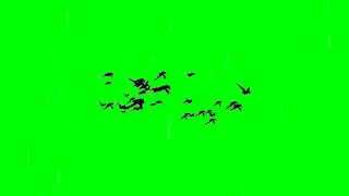Flying Birds Green Screen Effect || Full HD || New