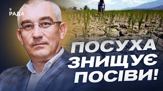 Україна засіяла 12 мільйонів гектарів! Який врожай очікують фермери? | Іван Чайківський