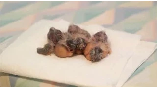 Hand Feeding Baby Zebra Finches- 9 Days Old