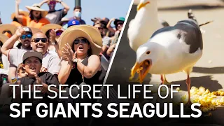 Why Do Seagulls Love Going to the Ballpark? Inside the Secret Life of SF Giants' Seagulls