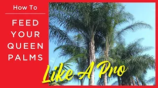 How to Fertilize Queen Palms Like a Moon Valley Nurseries Expert