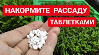 ЧЕРНАЯ НОЖКА на рассаде. Одна таблетка и чёрной ножки не будет